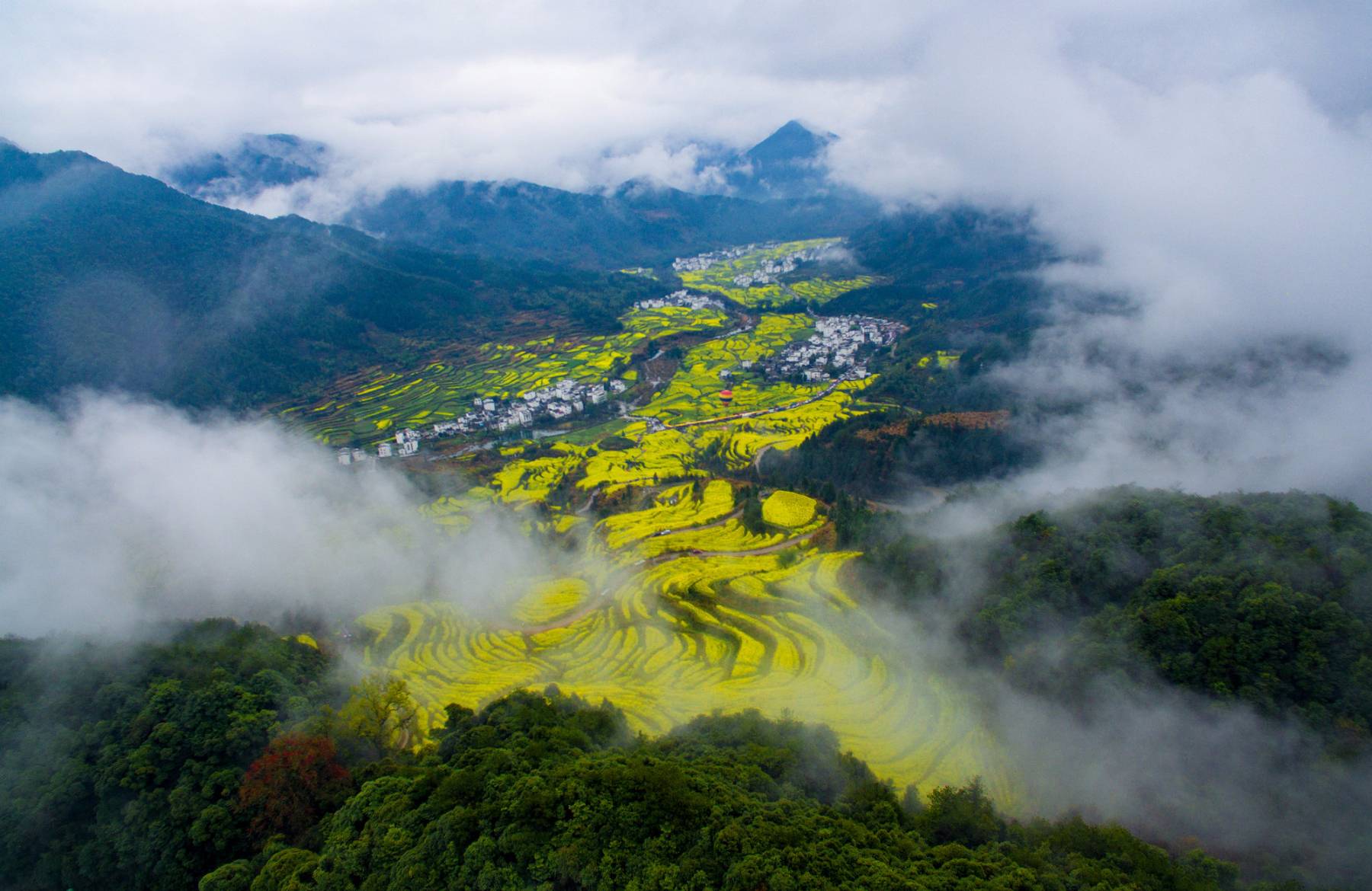 江岭油菜花