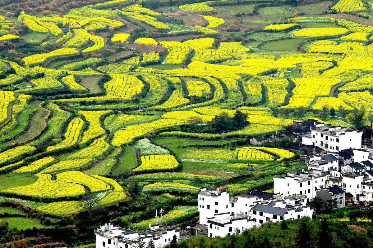 篁岭油菜花