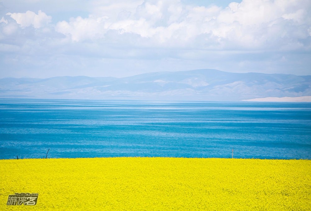 青海湖油菜花